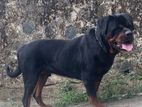 Rottweiler Dog for Crossing