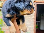 Rottweiler