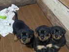 Rottweiler Puppy