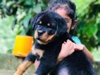 Rottweiler Puppy