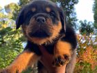 Rottweiler Puppies