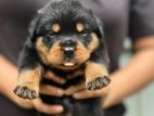 Rottweiler Puppy