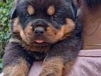Rottweiler Puppies