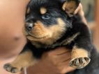 Rottweiler Puppy