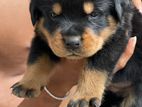 Rottweiler Puppy