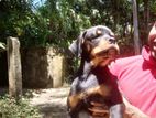 Rottweiler Puppy