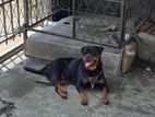 Rottweiler Puppies