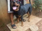 Male Rottweiler Dog for Crossing