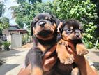 Rottweiler Puppy