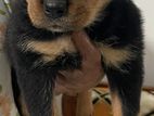 Rottweiler