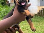 Rottweiler