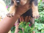 Rottweiler Puppies