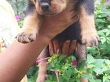 Rottweiler Puppies