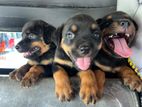Rottweiler Puppies