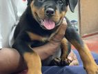 Rottweiler Puppy