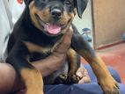 Rottweiler Puppies