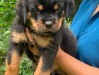 Rottweiler Puppies