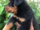 Rottweiler Puppy
