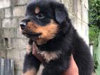 Rottweiler Puppy