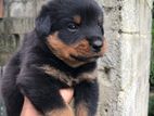 Rottweiler Puppy