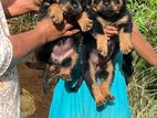 Rottweiler