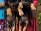 Rottweiler Puppies