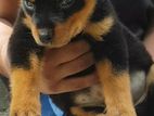 Rottweiler Male