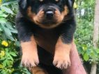 Rottweiler Puppy