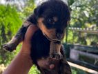 Rottweiler Puppies