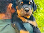 Rottweiler Dog