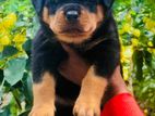 Rottweiler Puppy