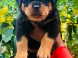 Rottweiler Puppy