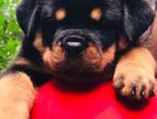 Rottweiler Puppy