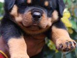 Rottweiler Puppy