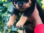 Rottweiler Puppies