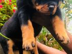 Rottweiler Puppies