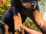 Rottweiler Puppies