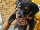 Rottweiler Dog