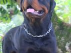 Rottweiler Dog