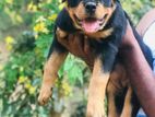 Rottweiler Puppy