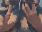 Rottweiler Puppies