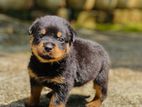 Rottweiler Puppies
