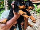 Rottweiler Puppies