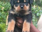 Rottweiler Puppies