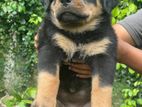 Rottweiler Puppies