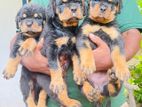 Rottweiler Puppy