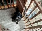 Rottweiler Puppies