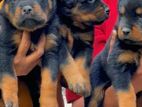 Rottweiler