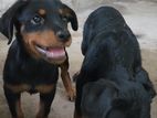 Rottweiler Puppies