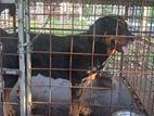 Rottweiler Dog
